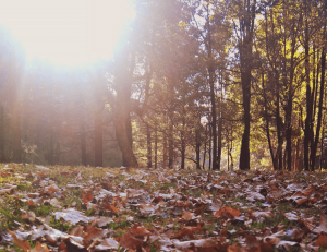 Sunlight through autumn leaves